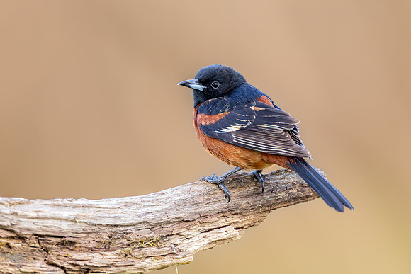 CMS_9006-Oriole copy