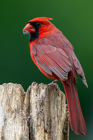 CMS_8043-Cardinal