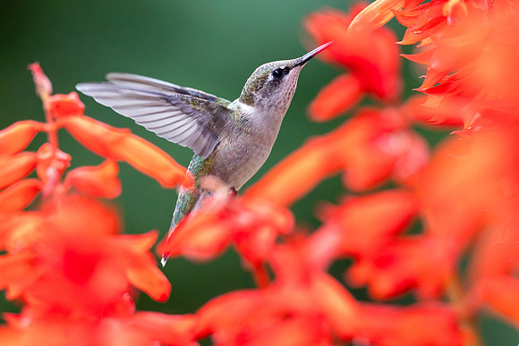 CMS_9139-Hummer and Salvia - Nice