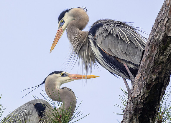 CMS_8077-Herons