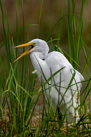CMS_8366-Egret Yawning