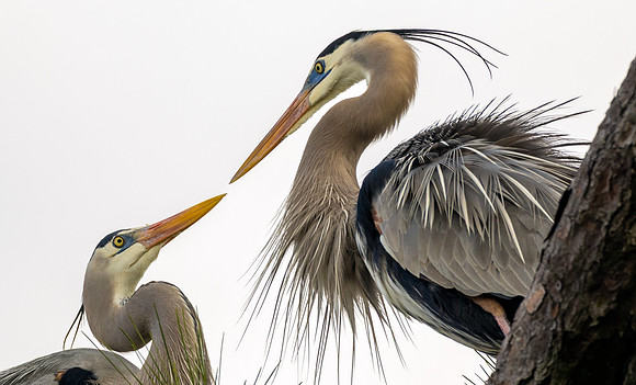 Heron Love - CMS_7963