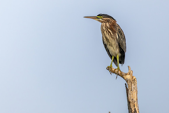 CMS_7826-Green Heron copy