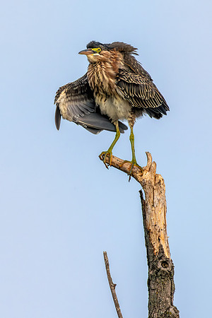 CMS_7756-Green Heron copy