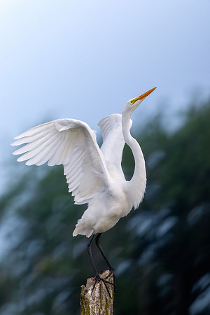 CMS_7743-Egret wing spread - Takeoff