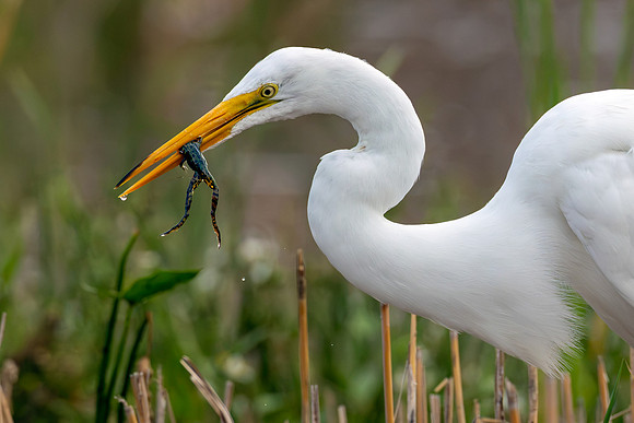 CMS_8003-Egret and Frog copy