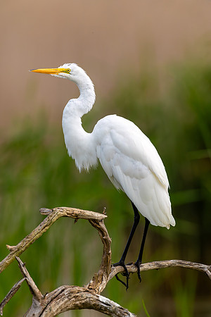 CMS_7845-Egret