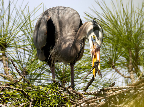 CMS_7606-Heron