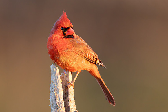 CMS_7565-Male Cardinal - Nice copy