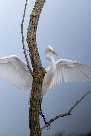 CMS_7749-Egret wing spread in Tree