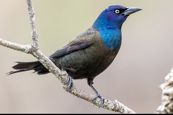 CMS_7676-Grackle copy