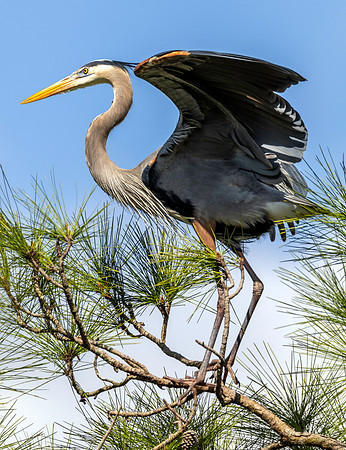 CMS_7561-Heron