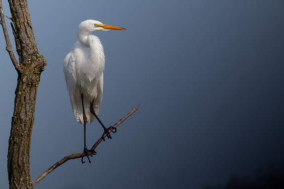 CMS_7548-Egret in Tree - Nice