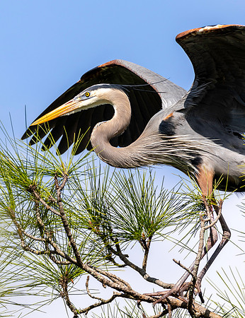 CMS_7540-Heron