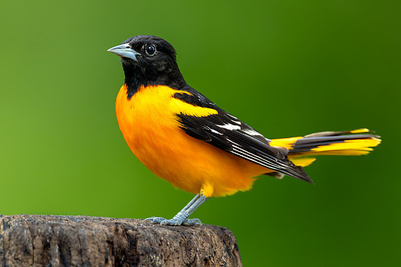CMS_7531-Oriole - nice