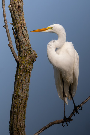 CMS_7551-Egret in Tree - Nice - Portrait