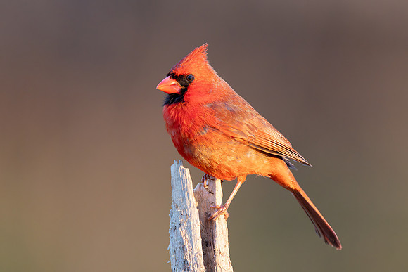CMS_7577-Male Cardinal - Nice copy