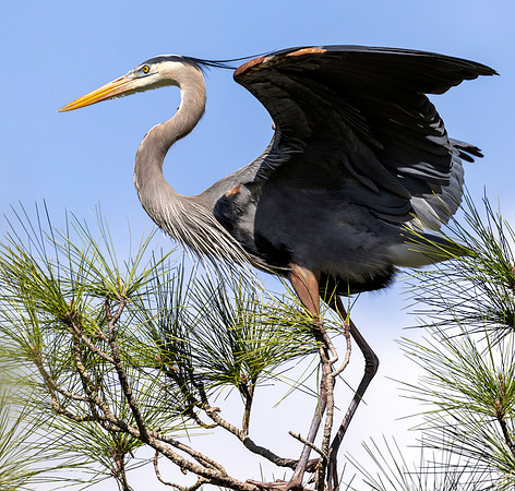 CMS_7556-Heron