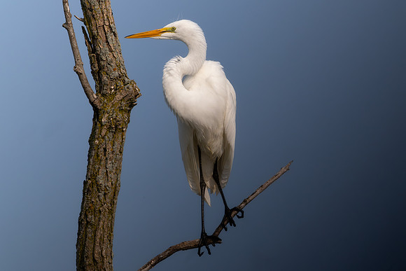 CMS_7551-Egret in Tree - Nice