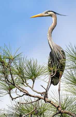 CMS_7519-Heron