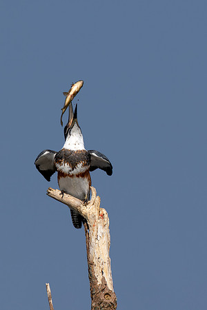 CMS_7379-Kingfisher Fish Flip copy