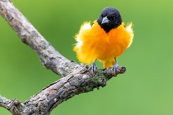 CMS_7304-Junior Oriole copy