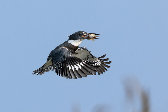 CMS_7285-Kingfisher in flight with Catch - Nice - Version 2 copy