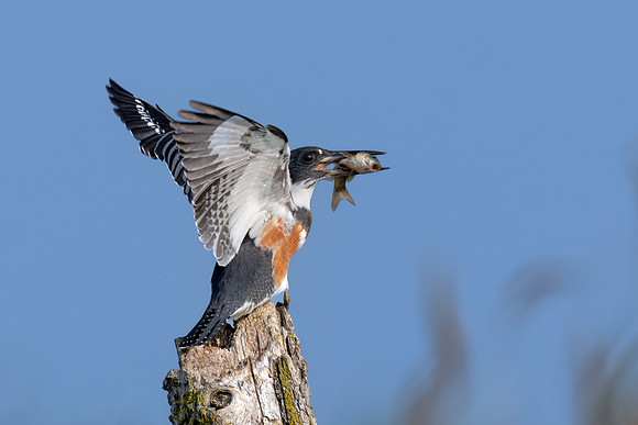 CMS_7284 Kingfisher with Catch - Nice copy