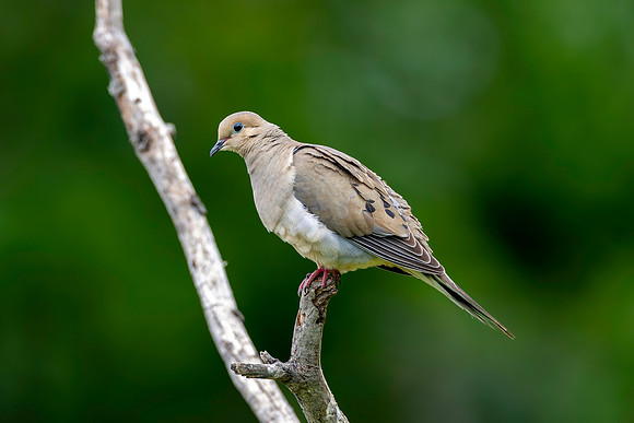 CMS_6926-Mourning Dove - Nice copy