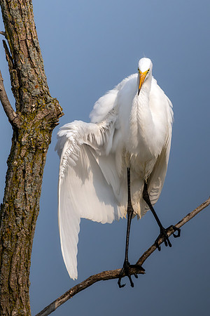 CMS_7525-Egret in Tree - nice
