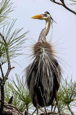 CMS_7419-Heron to PRINT