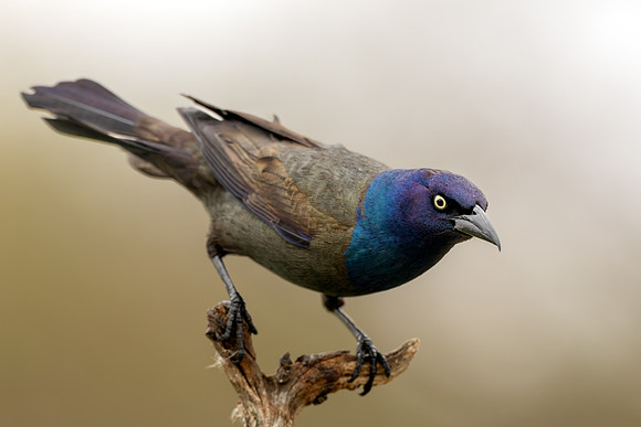 CMS_6782-Grackle copy