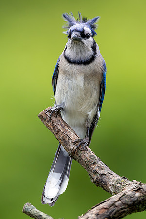 CMS_7437-Blue Jay Bad Hair