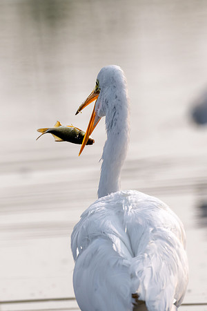 CMS_6518-Egret and Fish
