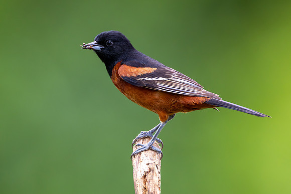 CMS_6440-Orchard Oriole with bugs copy