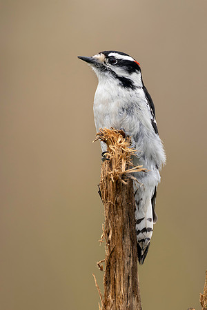CMS_6344-Male Downy copy