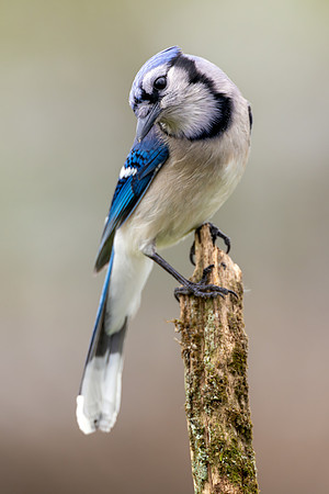 CMS_7062-Blue Jay copy