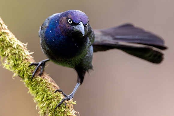 CMS_6323-Grackle-Rain Drops copy