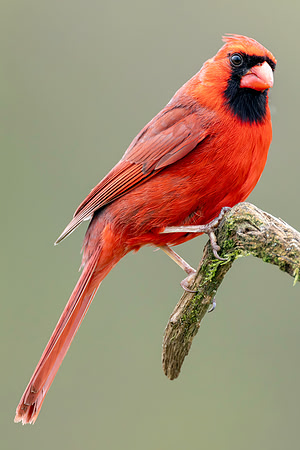 CMS_6506-Cardinal Portrait copy