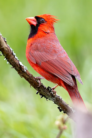 CMS_6483-Male Cardinal copy