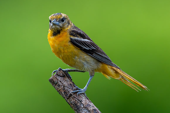 CMS_6259-Female Oriole