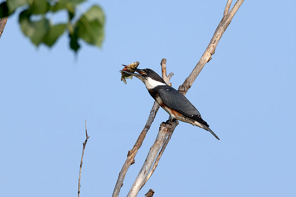 CMS_6244-Kingfisher with catch - nice copy