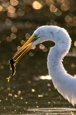CMS_6049-Egret and fish - Portrait