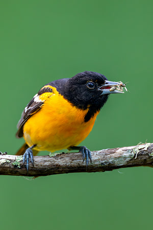 CMS_5997-Oriole with Bug