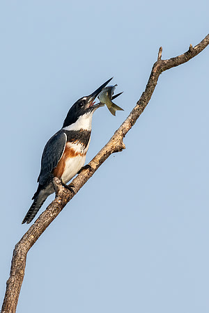 CMS_6038-Kingfisher and Catch copy