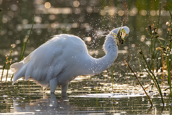 CMS_6165-Egret and Fish