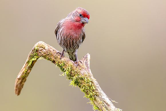 CMS_6179-House Finch copy
