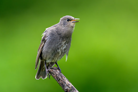 CMS_5978-Junior Starling