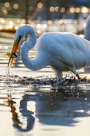 CMS_5872-Egret and Fish