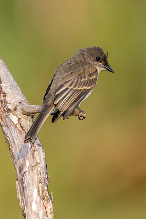 CMS_5922-Eastern phoebe